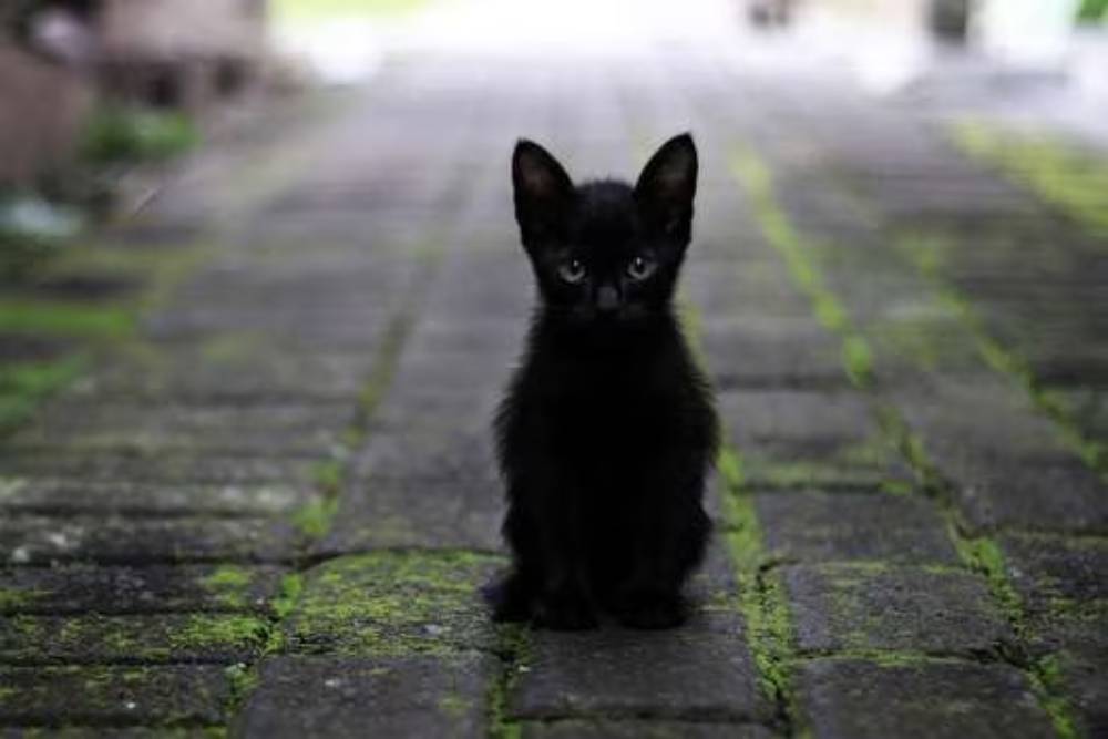 Protectoras en alerta durante octubre por la adopción de gatos negros para fines malignos